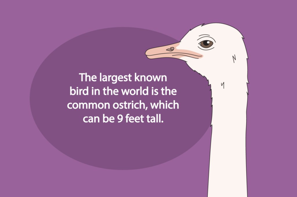 5 Fun Facts About Birds for&nbsp;Kids
