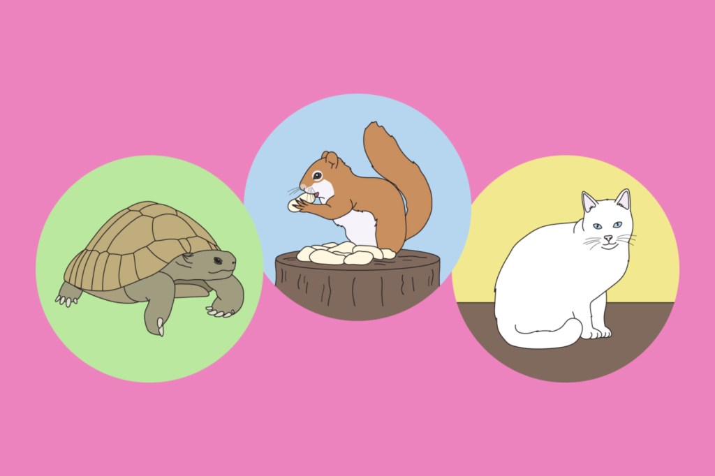 A tortoise, a squirrel and a cat.